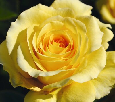 SOMMERGOLD CLIMBING ROSE