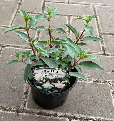 TRAILING FUCHSIA - 'HARRY GRAY' - image 2