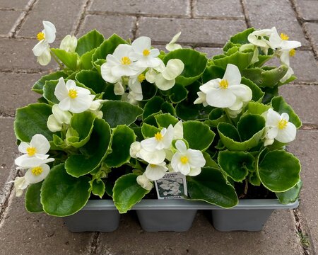 BEGONIA 'HEAVEN WHITE' - image 2