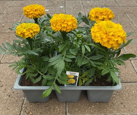 AFRICAN MARIGOLD 'MARVEL GOLD' - image 2