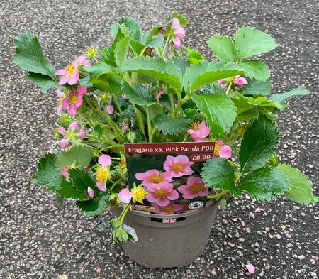2L FRAGARIA 'PINK PANDA' - image 2