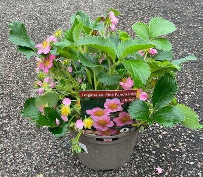 2L FRAGARIA 'PINK PANDA' - image 2