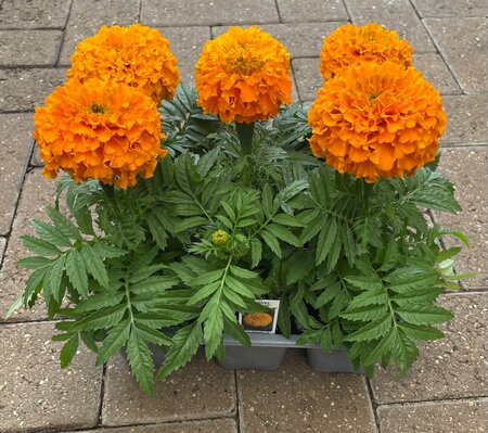 AFRICAN MARIGOLD 'MARVEL ORANGE' - image 2