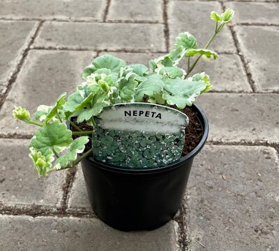NEPETA - image 2