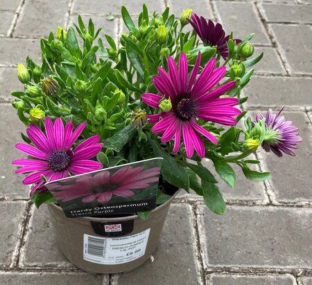 1.5L OSTEOSPERMUM 'TRESCO PURPLE' - image 2