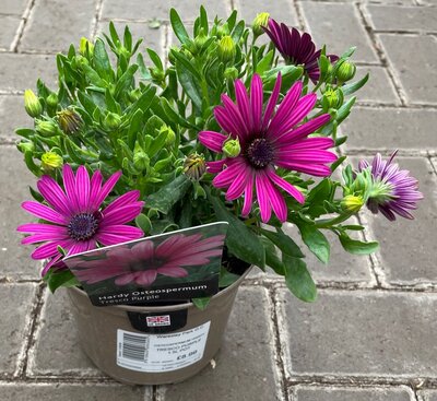 1.5L OSTEOSPERMUM 'TRESCO PURPLE' - image 2