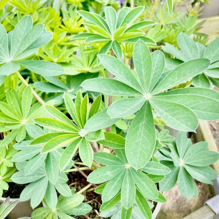 2L LUPIN 'TEQUILA FLAME'