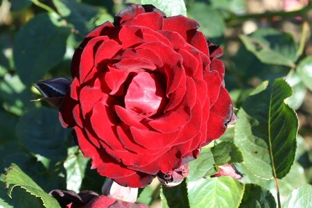 DUBLIN BAY CLIMBING ROSE