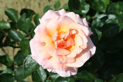 COMPASSION CLIMBING ROSE