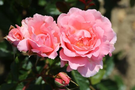 BUSH ROSE ENGLISH MISS