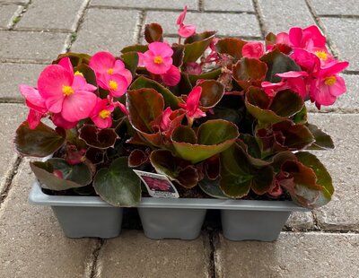 BEGONIA 'DEVIL BRONZE LEAF ROSE' - image 2