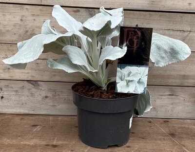 SENECIO ANGEL WINGS
