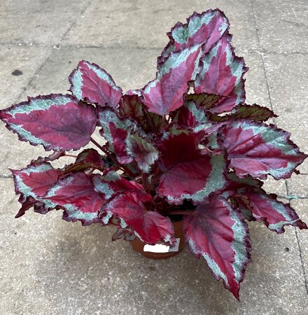 BEGONIA MAGIC COLOURS - image 3
