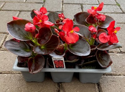 BEGONIA 'DEVIL BRONZE LEAF RED' - image 2