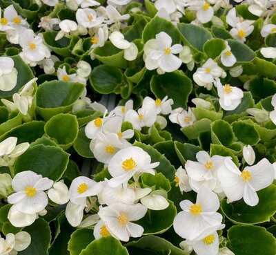 BEGONIA 'HEAVEN WHITE' - image 1