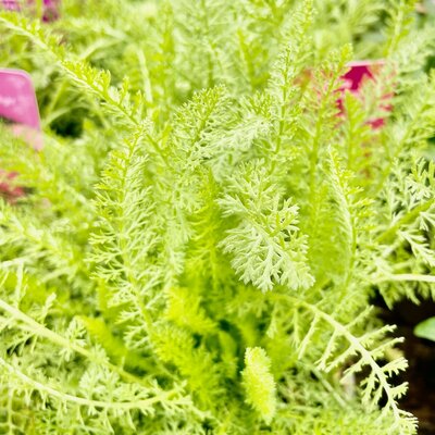 2L ACHILLEA 'TUTTI FRUTTI POMEGRANATE'