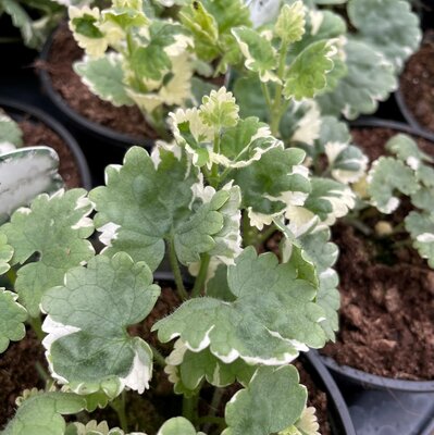 NEPETA - image 1