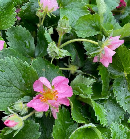 2L FRAGARIA 'PINK PANDA' - image 1
