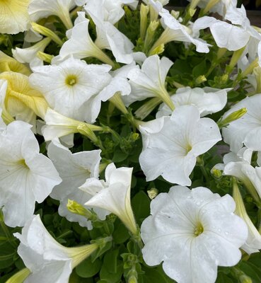 PETUNIA 'FRENZY WHITE' - image 1