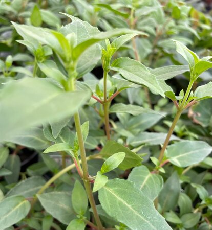 TRAILING FUCHSIA - 'HARRY GRAY' - image 1