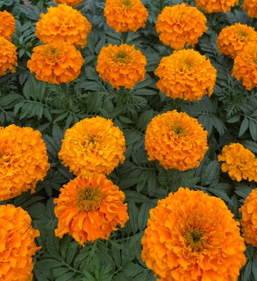 AFRICAN MARIGOLD 'MARVEL ORANGE' - image 1