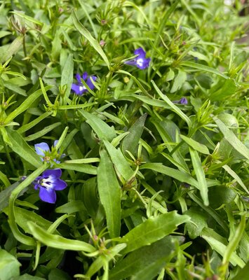 LOBELIA 'STRING OF PEARLS' - image 1