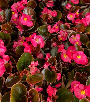 BEGONIA 'DEVIL BRONZE LEAF ROSE' - image 1