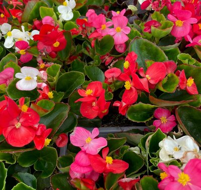 BEGONIA 'HEAVEN MIX' - image 1