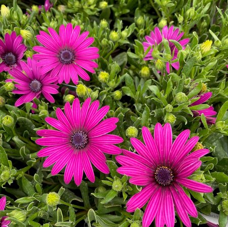 1.5L OSTEOSPERMUM 'TRESCO PURPLE' - image 1