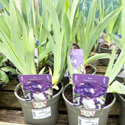 2L IRIS 'STEPPING OUT'