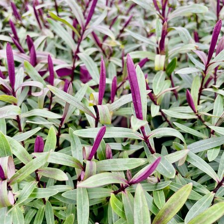 2L HEBE 'DARK ANGEL'