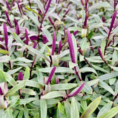 2L HEBE 'DARK ANGEL'