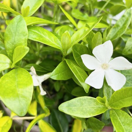 2L VINCA MINOR 'ALBA'