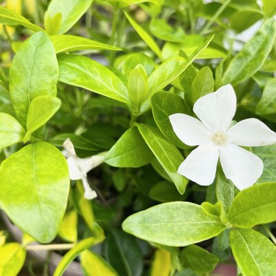 2L VINCA MINOR 'ALBA'