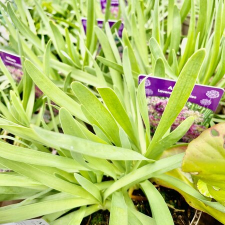 2L ALLIUM 'LAVENDER BUBBLES'