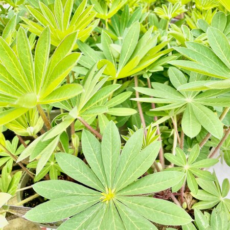 2L LUPIN 'KING CANUTE'