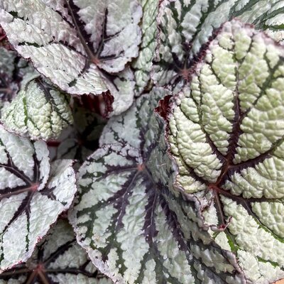 BEGONIA MAGIC COLOURS - image 2