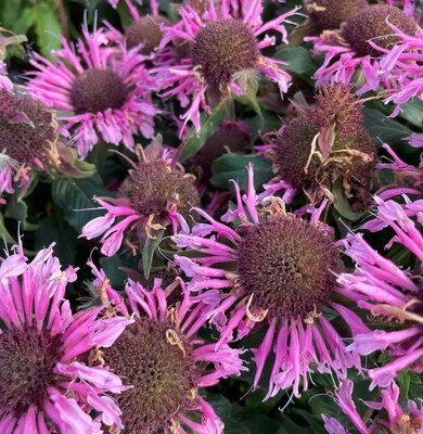 2L MONARDA 'BALMY PINK' - image 1