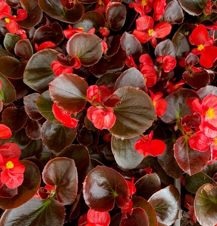 BEGONIA 'DEVIL BRONZE LEAF RED' - image 1
