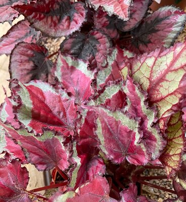 BEGONIA MAGIC COLOURS - image 1
