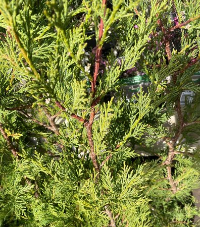 3L CUPRESSOCYPARIS LEYLANDII