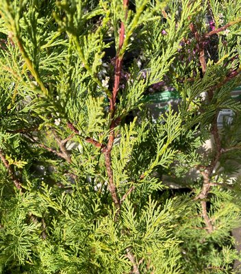 3L CUPRESSOCYPARIS LEYLANDII