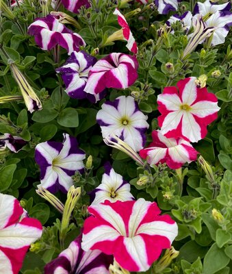 PETUNIA 'FRENZY STAR MIX' - image 1