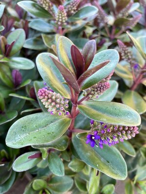 2L HEBE ADDENDA 'VINOA PURPLE'
