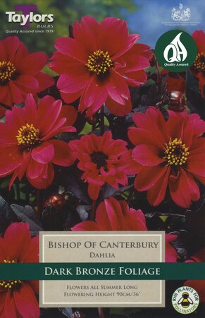 DAHLIA BISHOP OF CANTERBURY