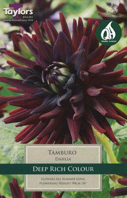 DAHLIA TAMBURO