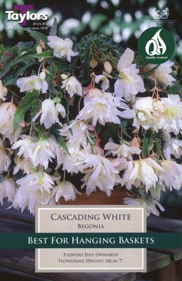 BEGONIA WHITE CASCADING