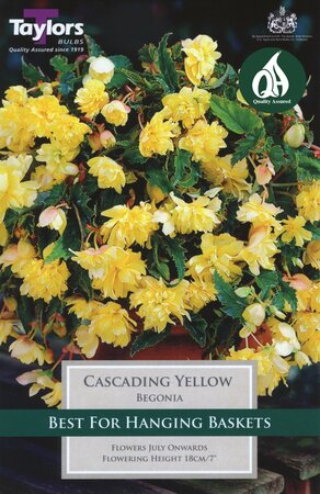 BEGONIA YELLOW CASCADING