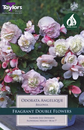 BEGONIA ODORATA ANGELIQUE