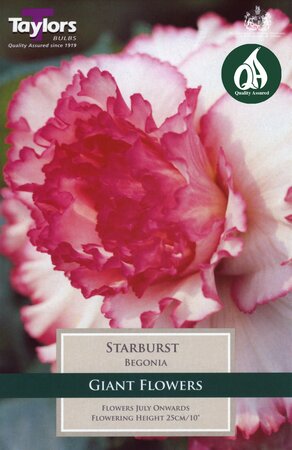 BEGONIA STARBURST